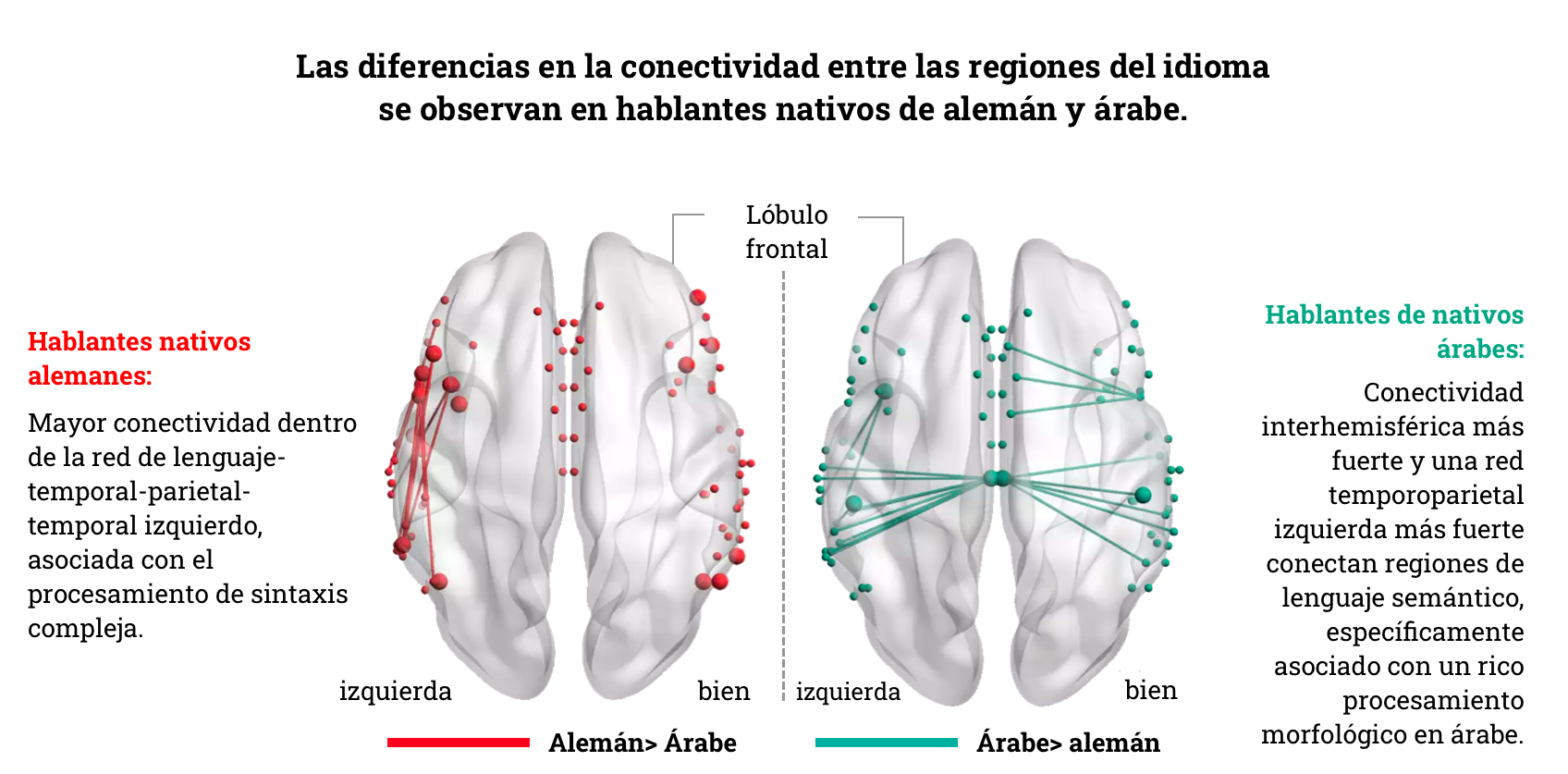 Mapa de las conexiones cerebrales de los hablantes nativos de alemán y árabe